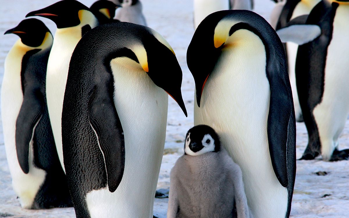 Will the Beloved Emperor Penguin Go Extinct? Sierra Club